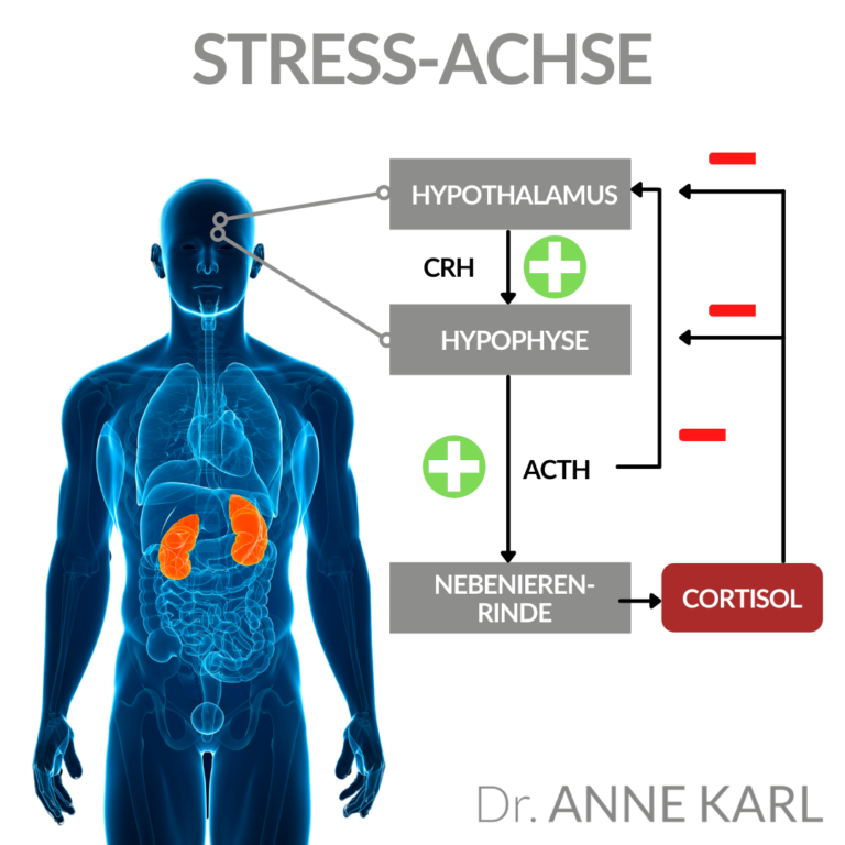 Stress Achse Dr Anne Karl